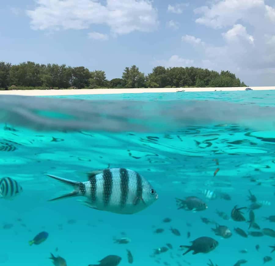 Zanzibar: Mnemba Island&Dolphin Swim With Optional Lunch - Optional lunch and what it adds