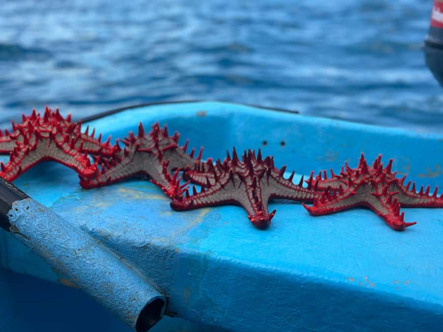 Zanzibar: Mnemba Island&Dolphin Swim With Optional Lunch - What to pack for this boat trip