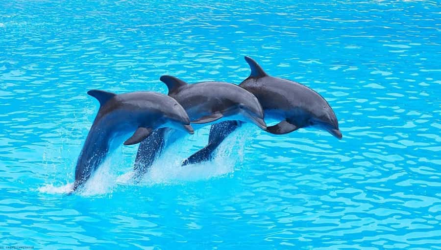 Zanzibar : Swim with dolphin + Snorkel mnemba coral Reef - Key points to know before booking