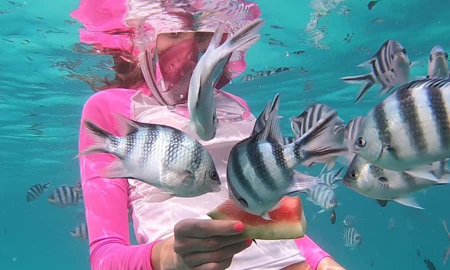 Zanzibar : Swim with dolphin + Snorkel mnemba coral Reef - Snorkeling around the coral gardens