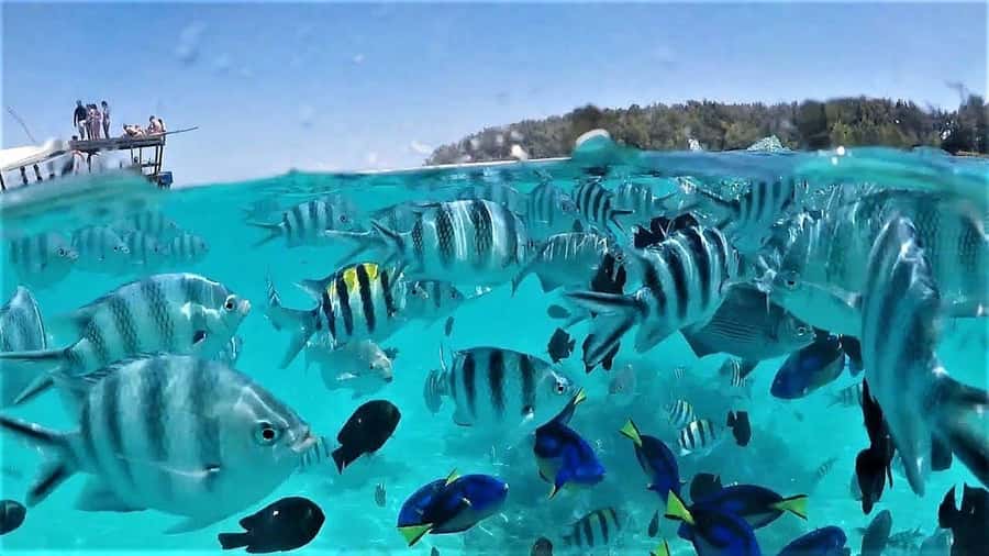 Zanzibar : Swim with dolphin + Snorkel mnemba coral Reef - What the $24 price really buys