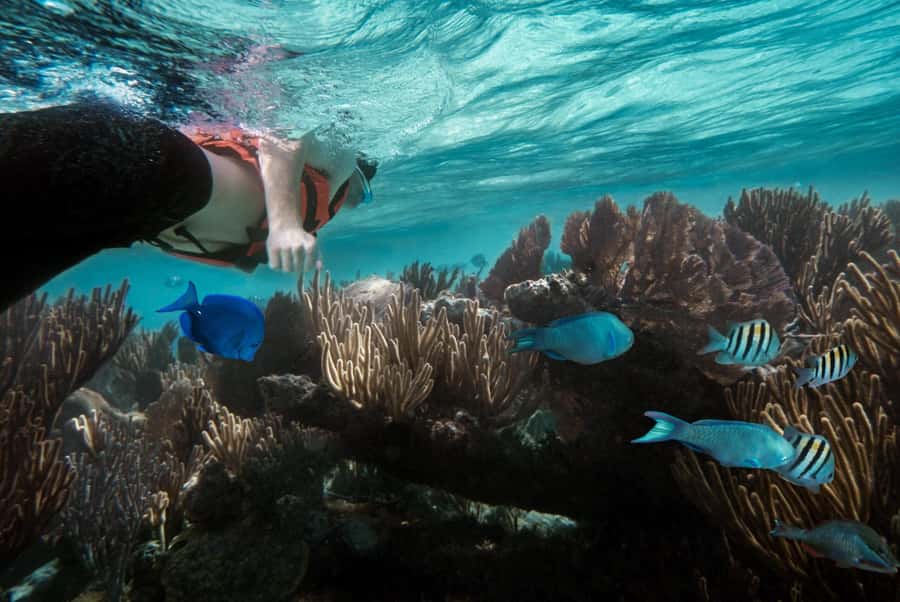 Zanzibar : Swim with dolphin + Snorkel mnemba coral Reef - What Mnemba Island allows, and what it does not