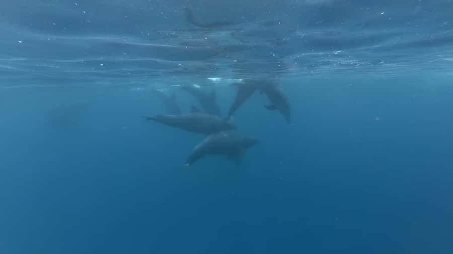 Zanzibar: Swimming with Dolphins and Snorkeling Private Tour - The four things to know before you book