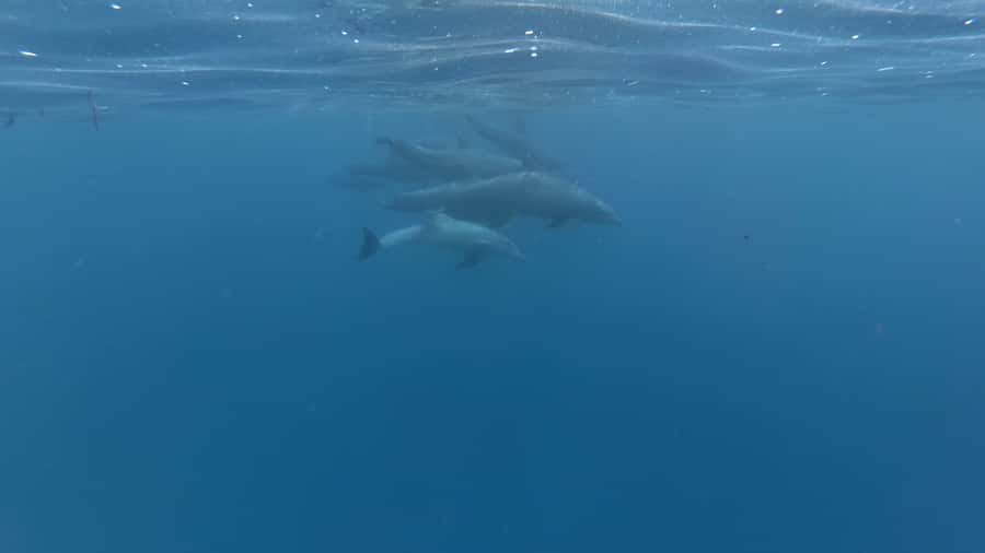 Zanzibar: Swimming with Dolphins and Snorkeling Private Tour - From your hotel to the Zanzibar coast