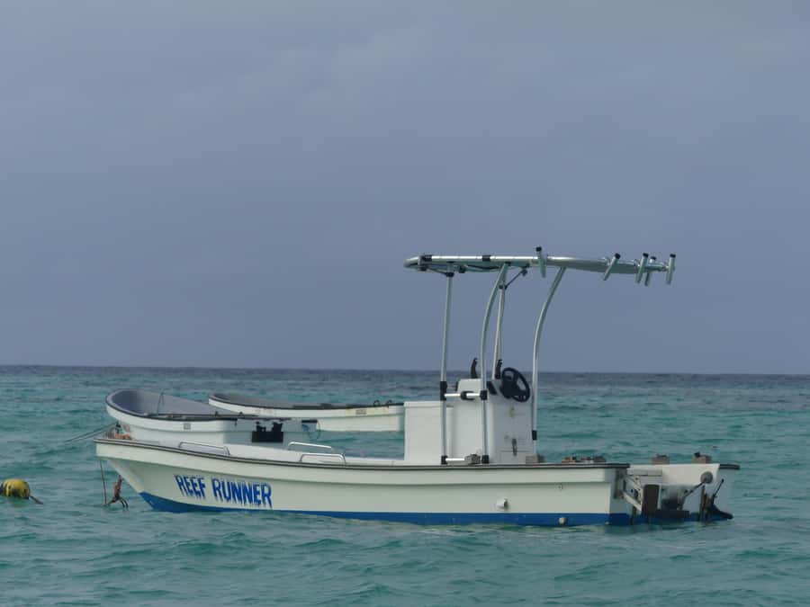 Zanzibar: Swimming with Dolphins and Snorkeling Private Tour - Swimming with the dolphins