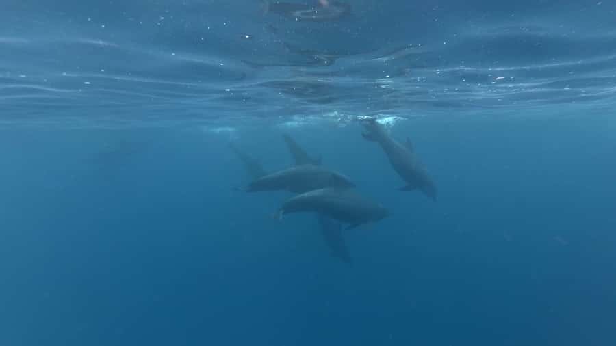 Zanzibar: Swimming with Dolphins and Snorkeling Private Tour - Fruit, snacks, and a pause on the boat