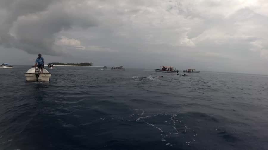 Zanzibar: Swimming with Dolphins and Snorkeling Private Tour - Who will enjoy this outing most?