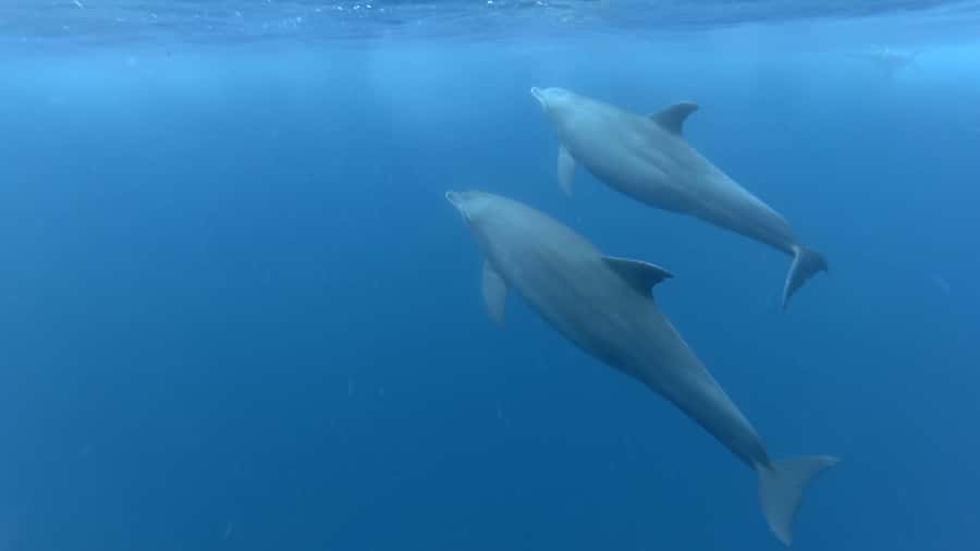 Zanzibar: Swimming with Dolphins and Snorkeling Private Tour - Watching dolphins in open water
